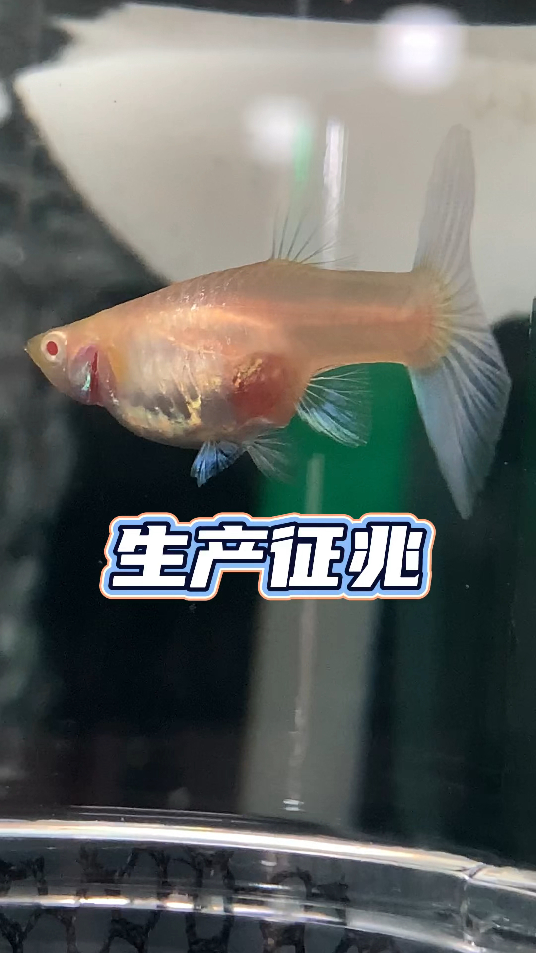 孔雀鱼生产前征兆:胎斑明显,肛门突出,肚子由圆变方,能看到小鱼眼睛,这时就可以隔