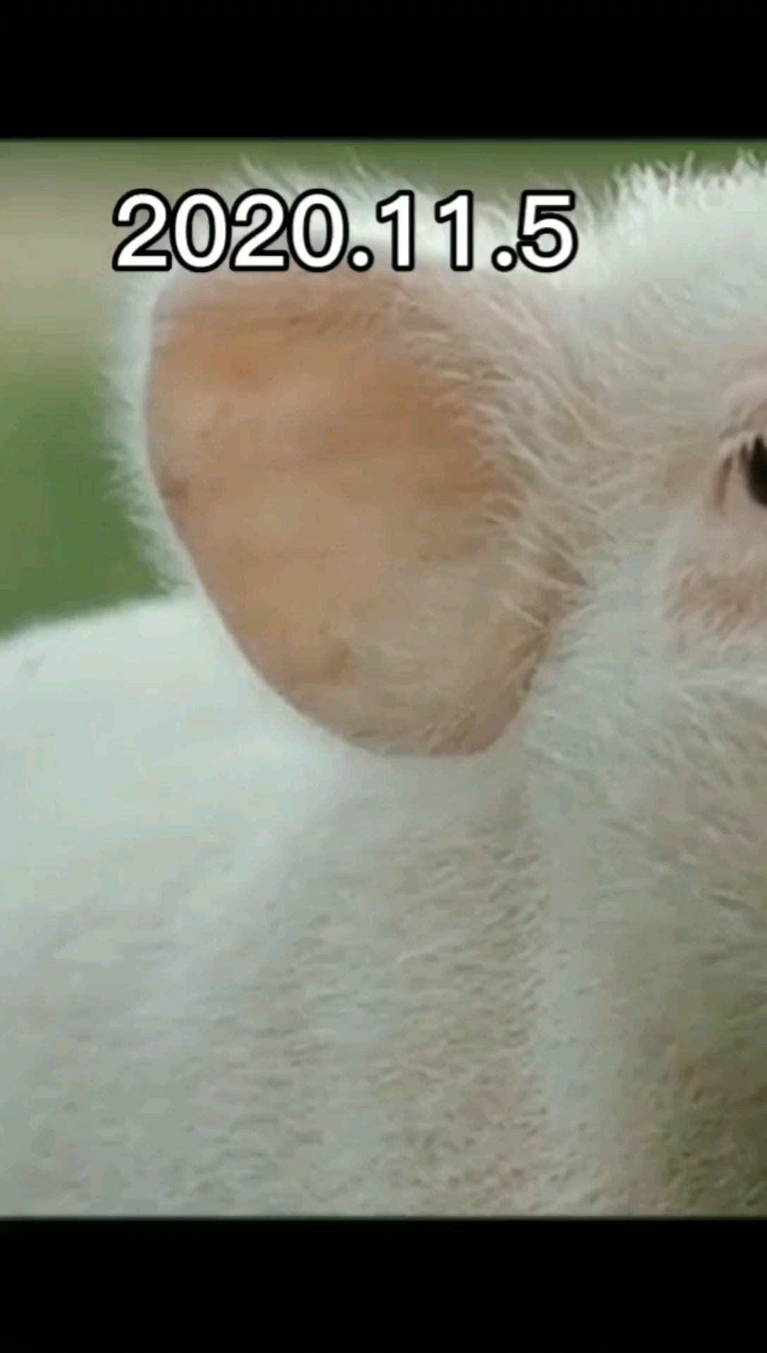 #影视剪辑#夏洛特的网