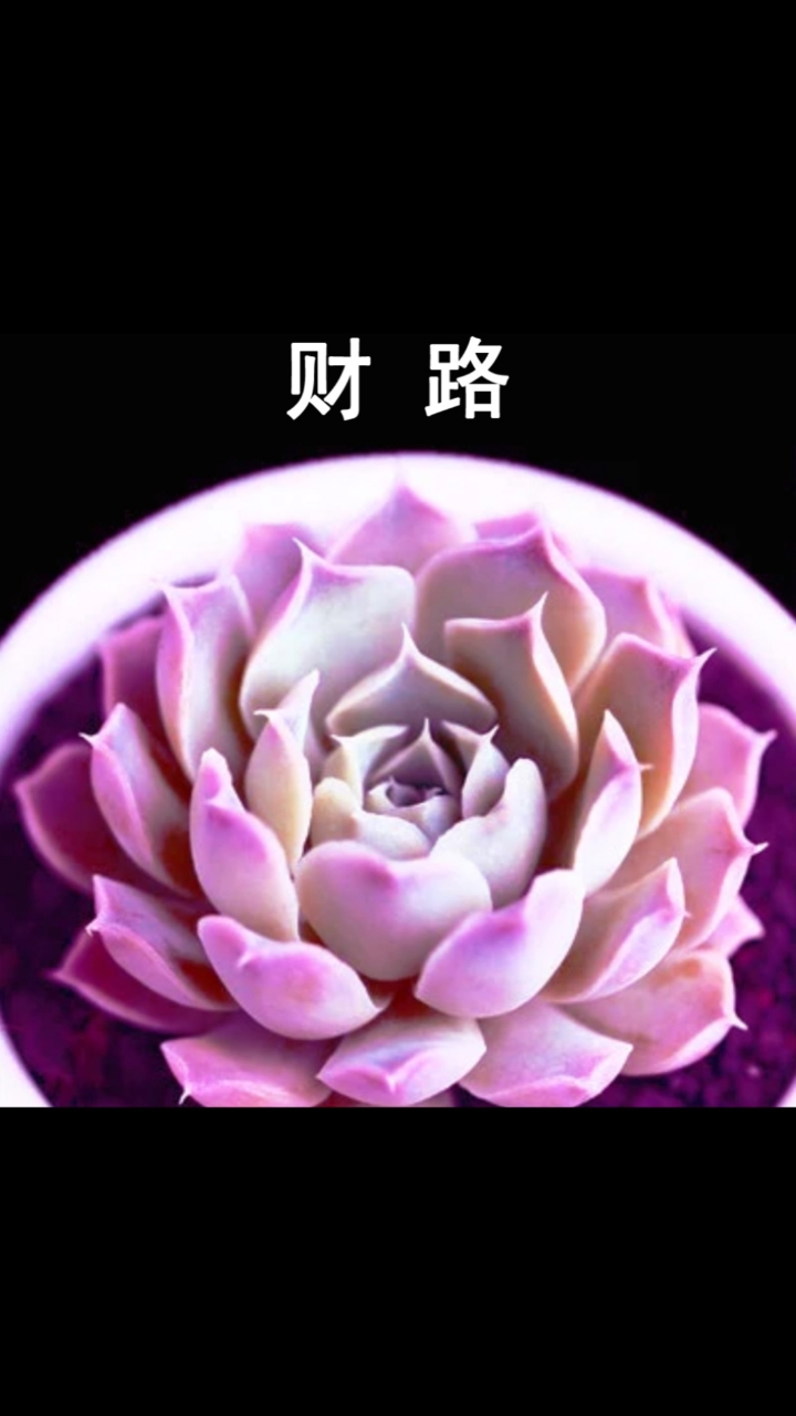 #音为有你#