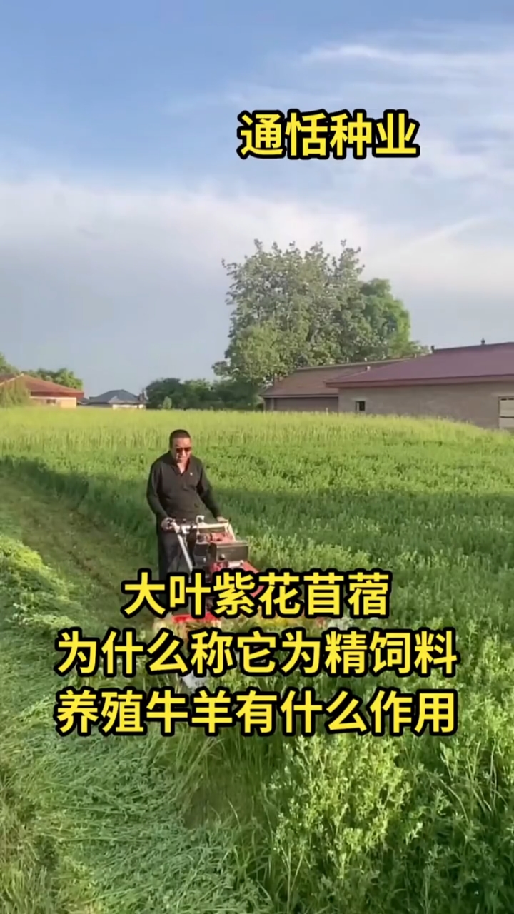 #高产牧草种子#紫花苜蓿牧草中的精饲料,蛋白质含量是玉米大豆的两倍,养殖育肥专用牧草!