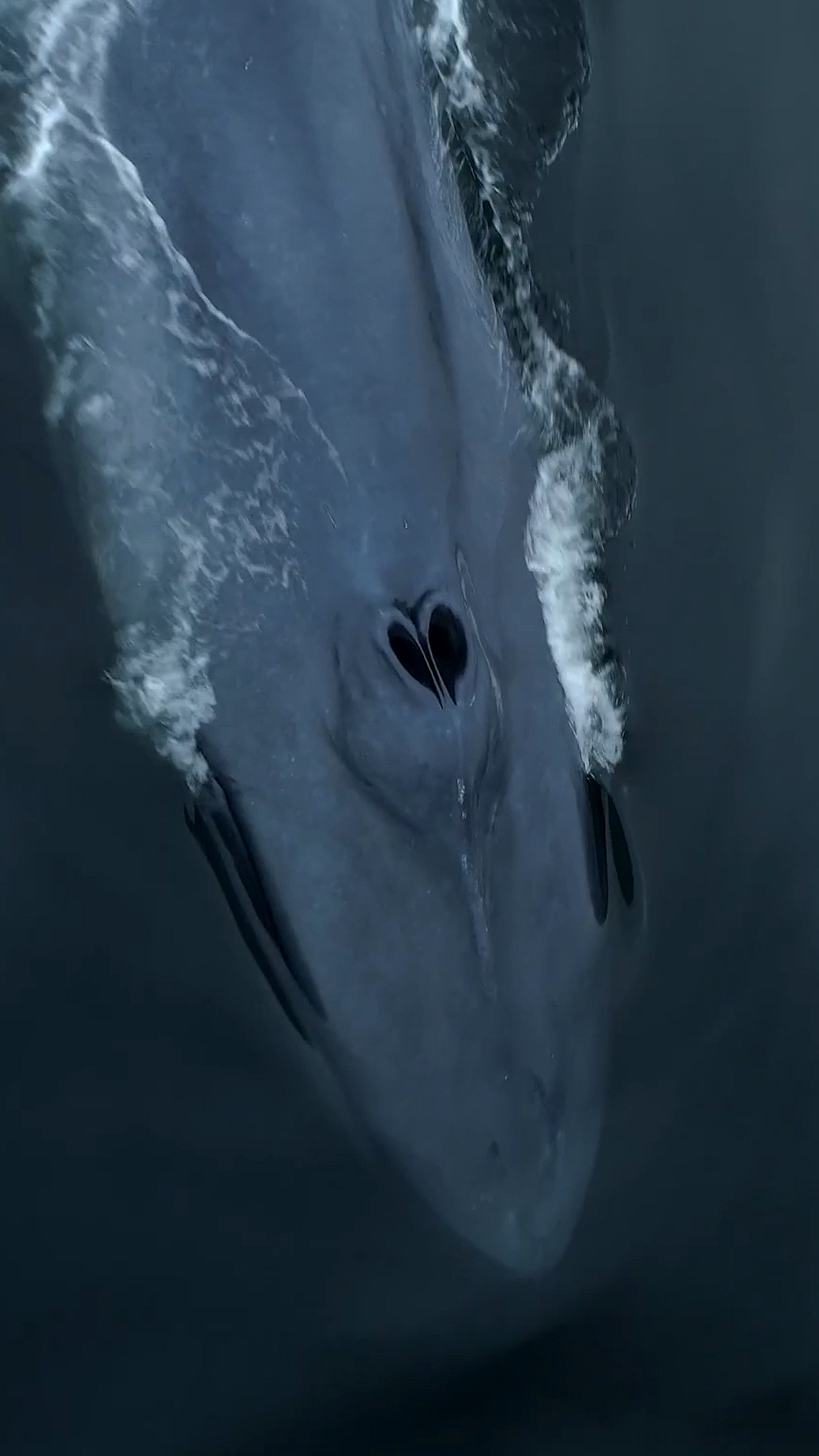 #鲸鱼#海洋蓝鲸出没