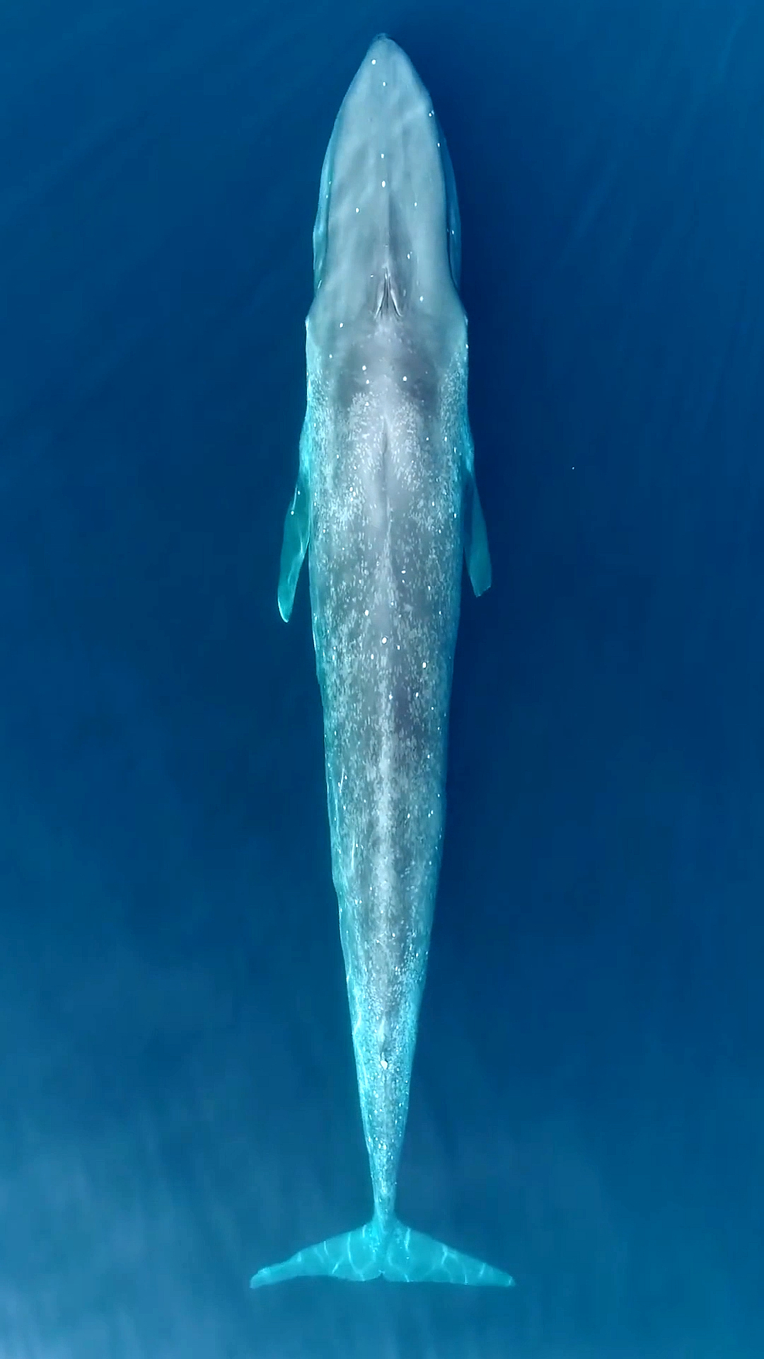 #保护海洋鲸鱼#右翼受伤的蓝鲸