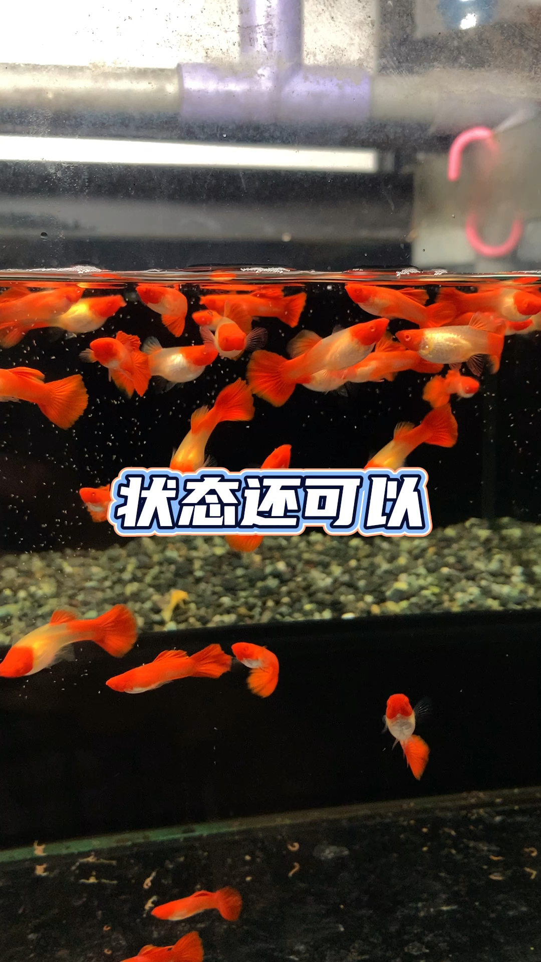 #观赏鱼#鸿运当头孔雀鱼