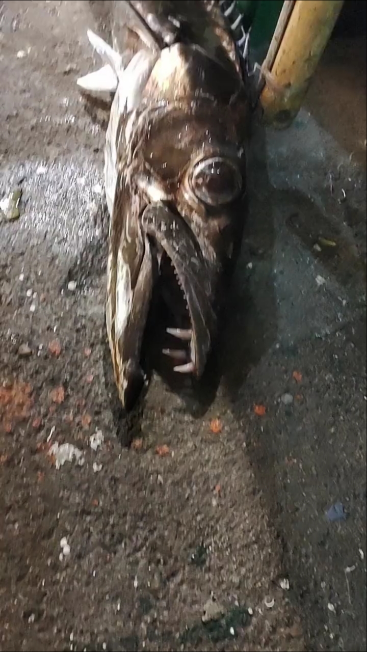 深海钓鱼让我们最无奈的深海鱼,黑带鱼,身体呈黑色,眼睛透明发亮各种切线切钩