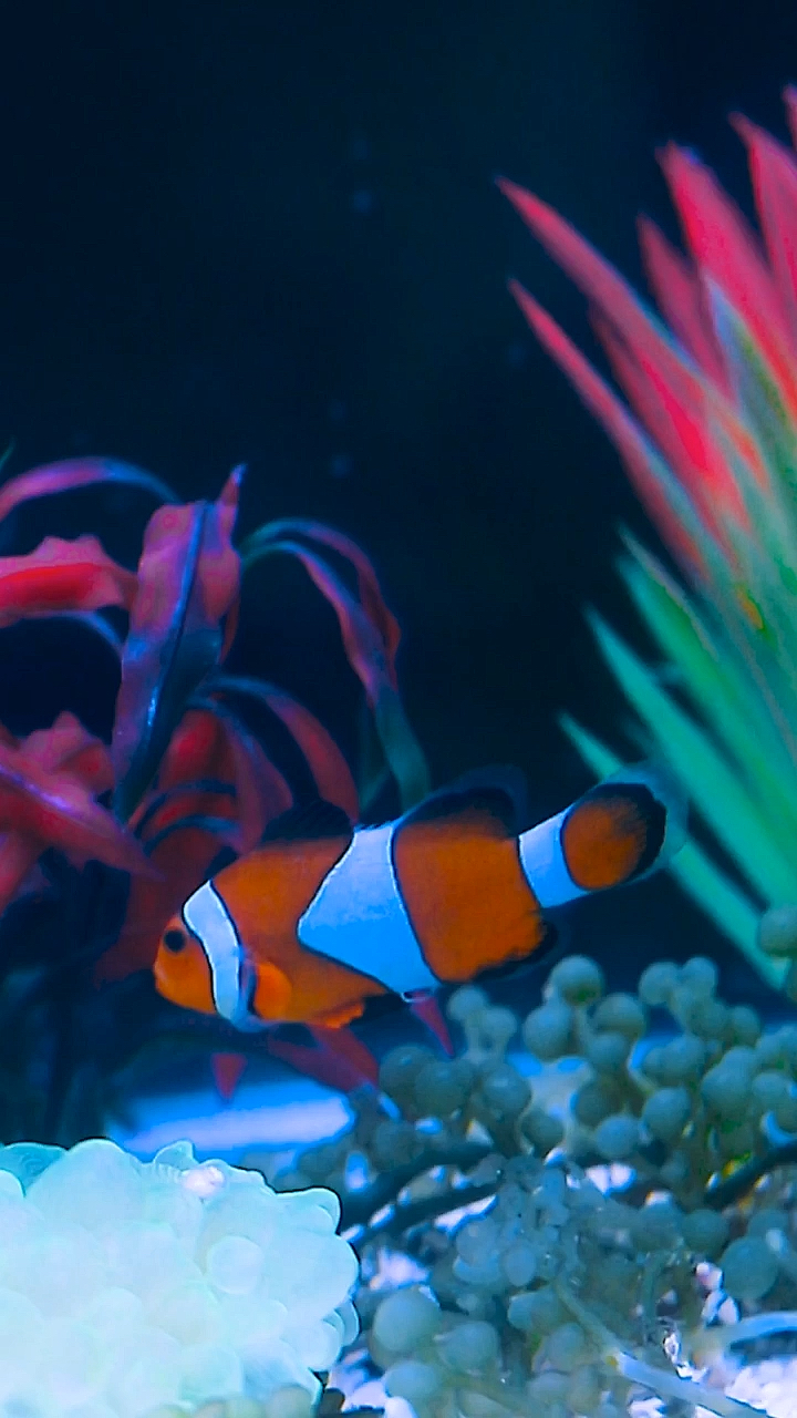 鱼缸里的小丑鱼#鱼缸##至尚水族馆##小丑鱼#