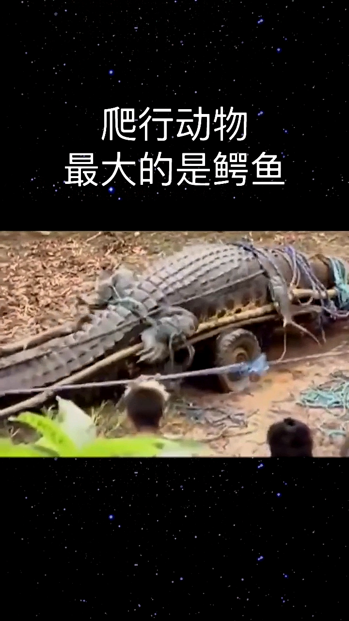 世界上最大的爬行动物原来是它?
