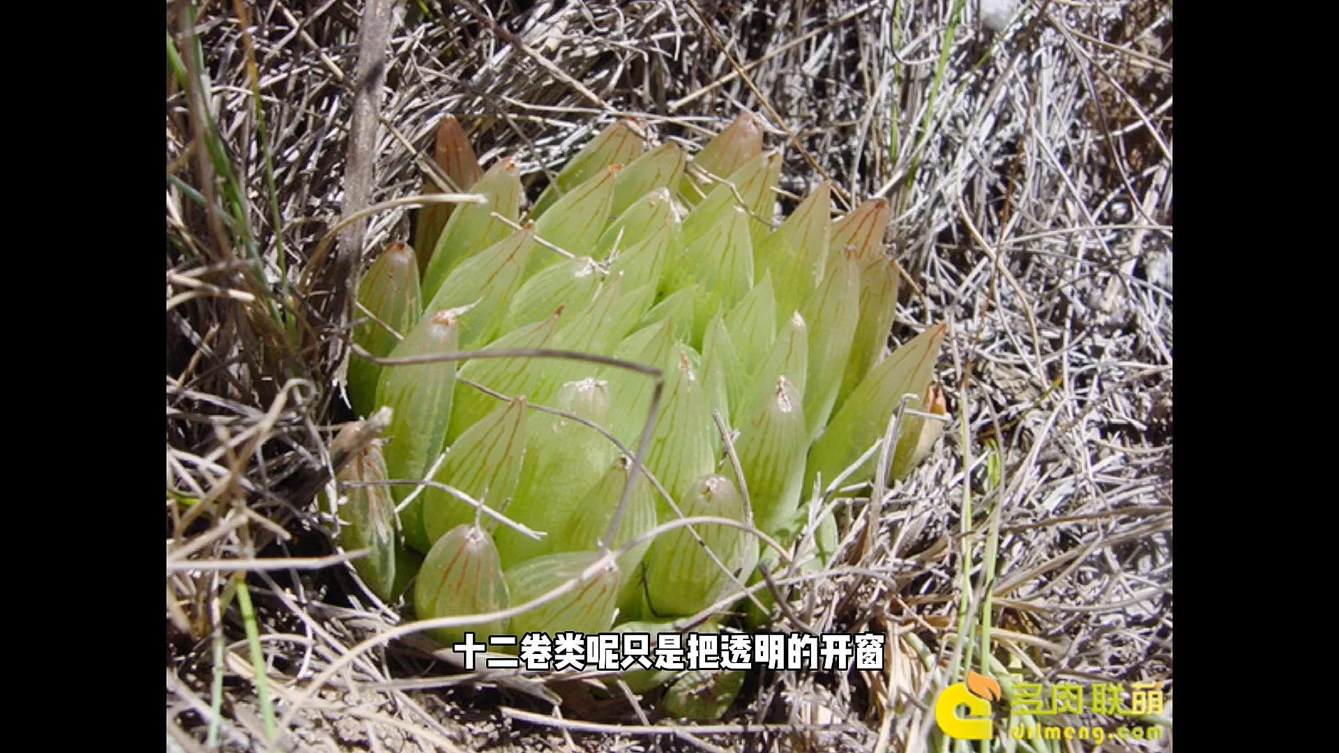 #有一种可爱叫多肉!#十二卷属多肉养殖技巧,玉露、寿、万象【东哥聊多肉】