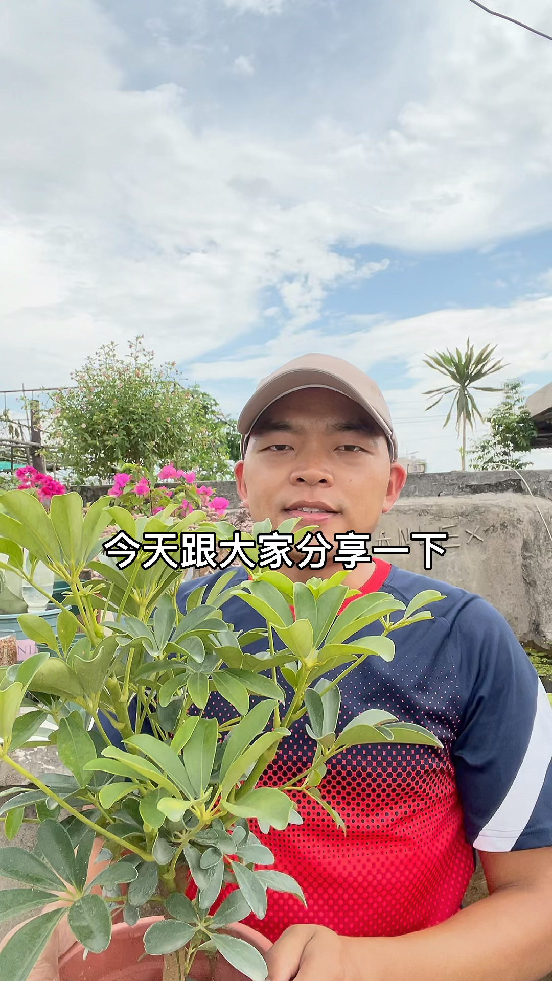 鸭脚木的扦插繁殖