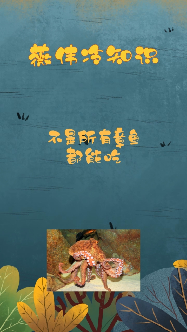 不是所有章鱼都能吃