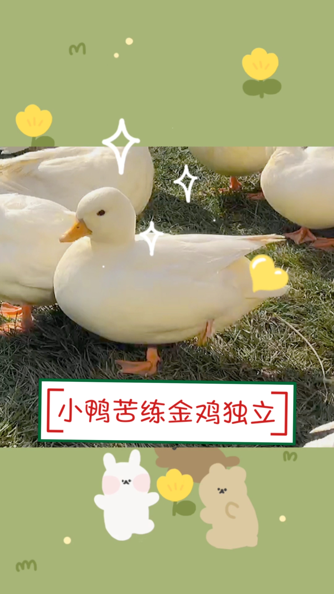 #柯尔鸭#好努力鸭~