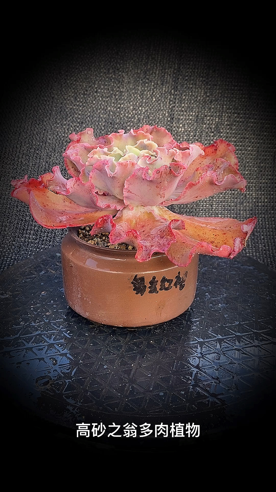 #有一种可爱叫多肉!#高砂之翁多肉植物:是景天科石莲花属的多肉植物。