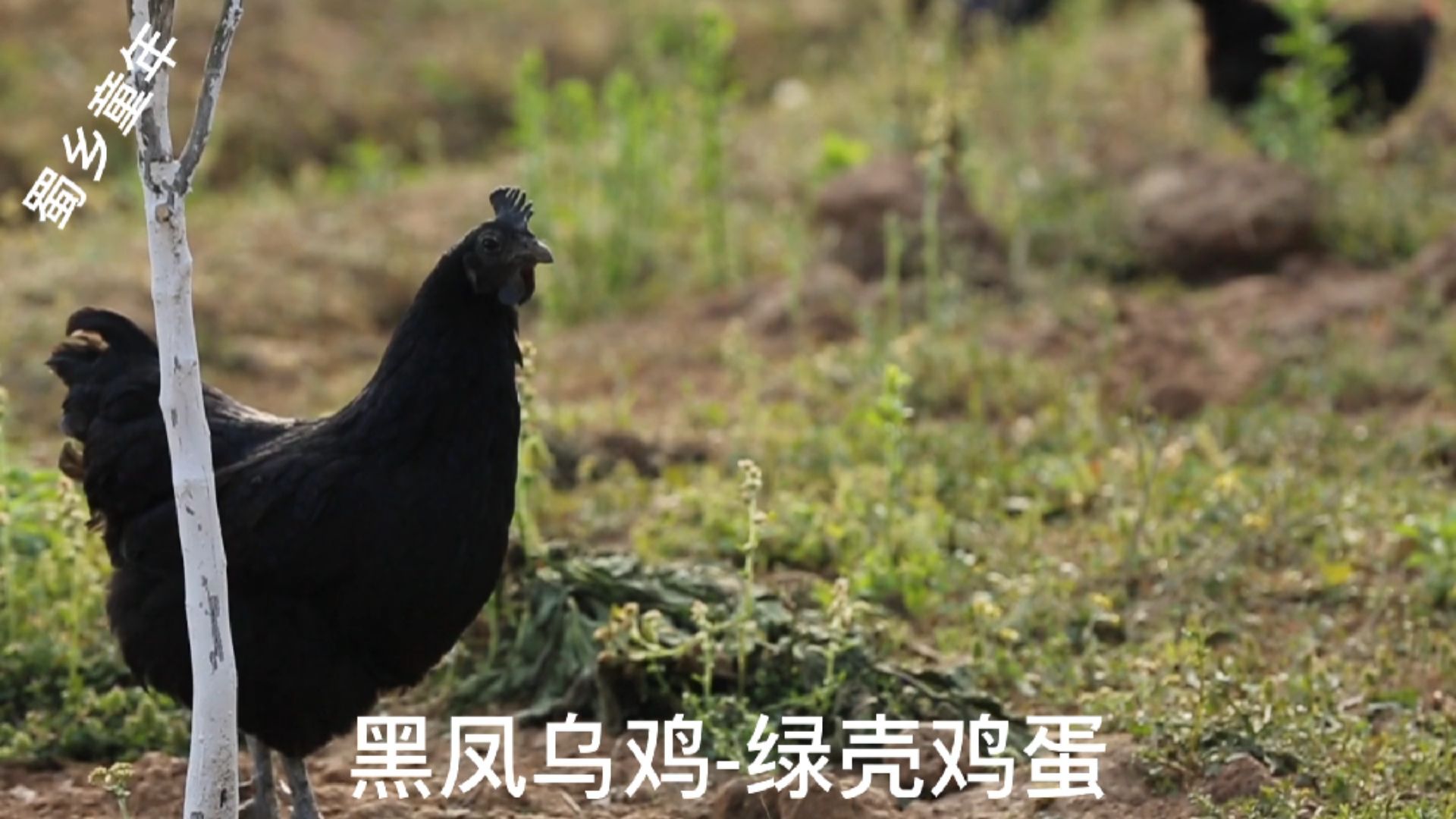 黑凤乌鸡绿壳鸡蛋,生态放养,食农家作物,三天汇聚一枚蛋