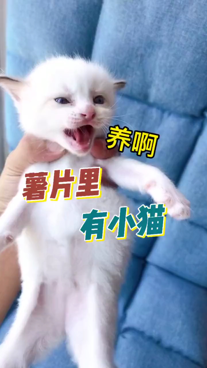 薯片里居然有小猫咪?!
