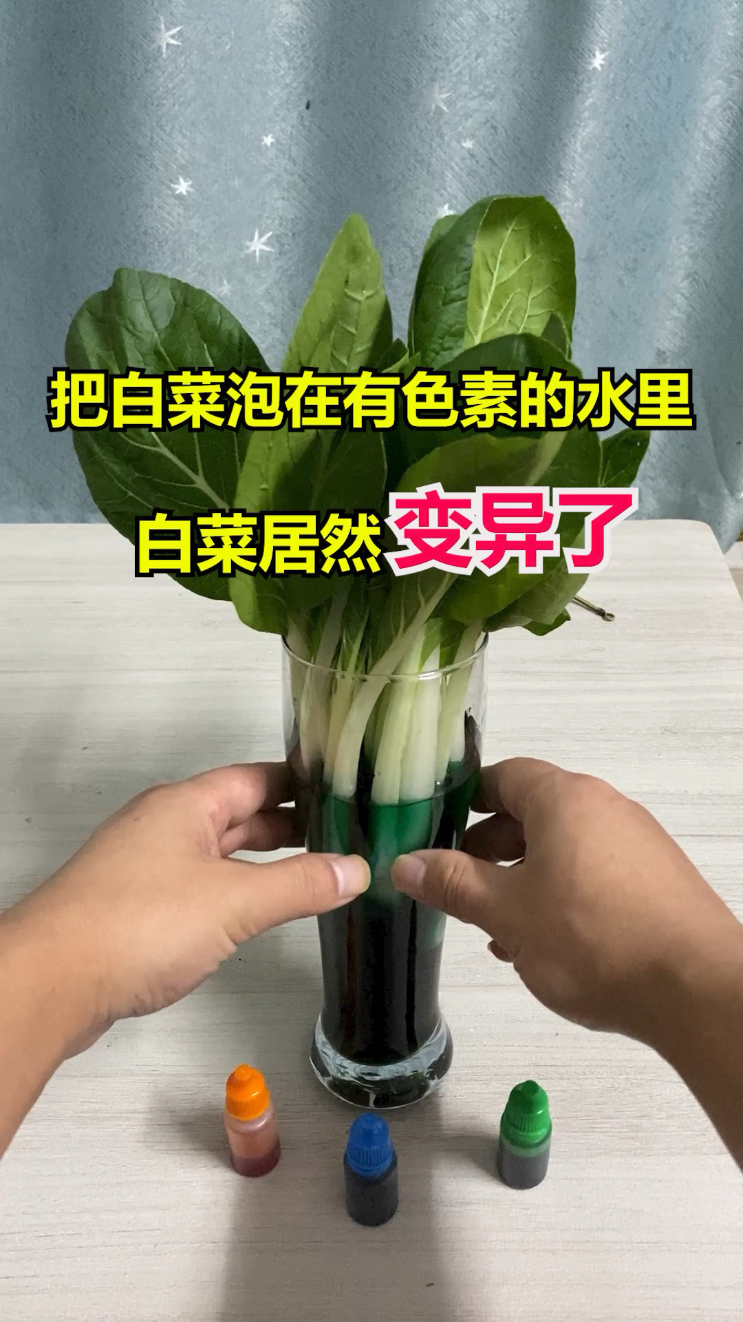 把白菜泡在有颜色的水里,白菜居然变异了