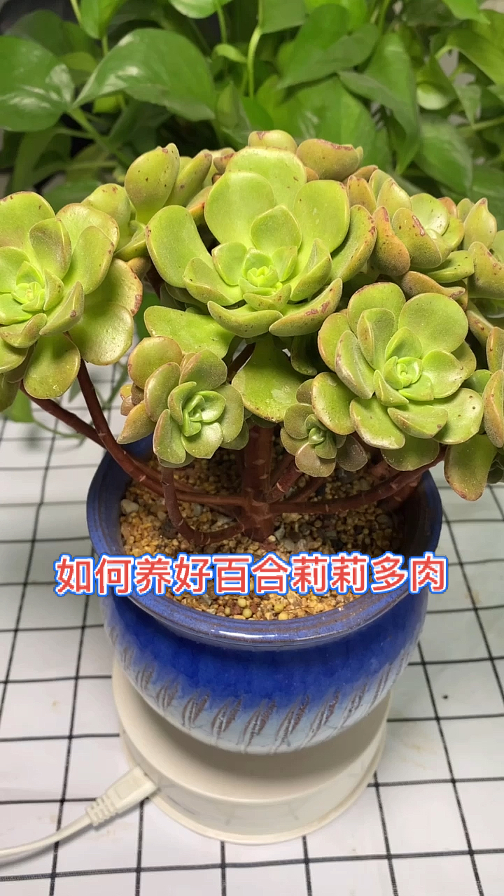 #多肉植物#30秒教会你,如何养好百合莉莉多肉