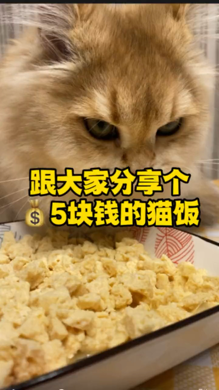 #宠物美食#猫饭的100种做法,总有一种适合你