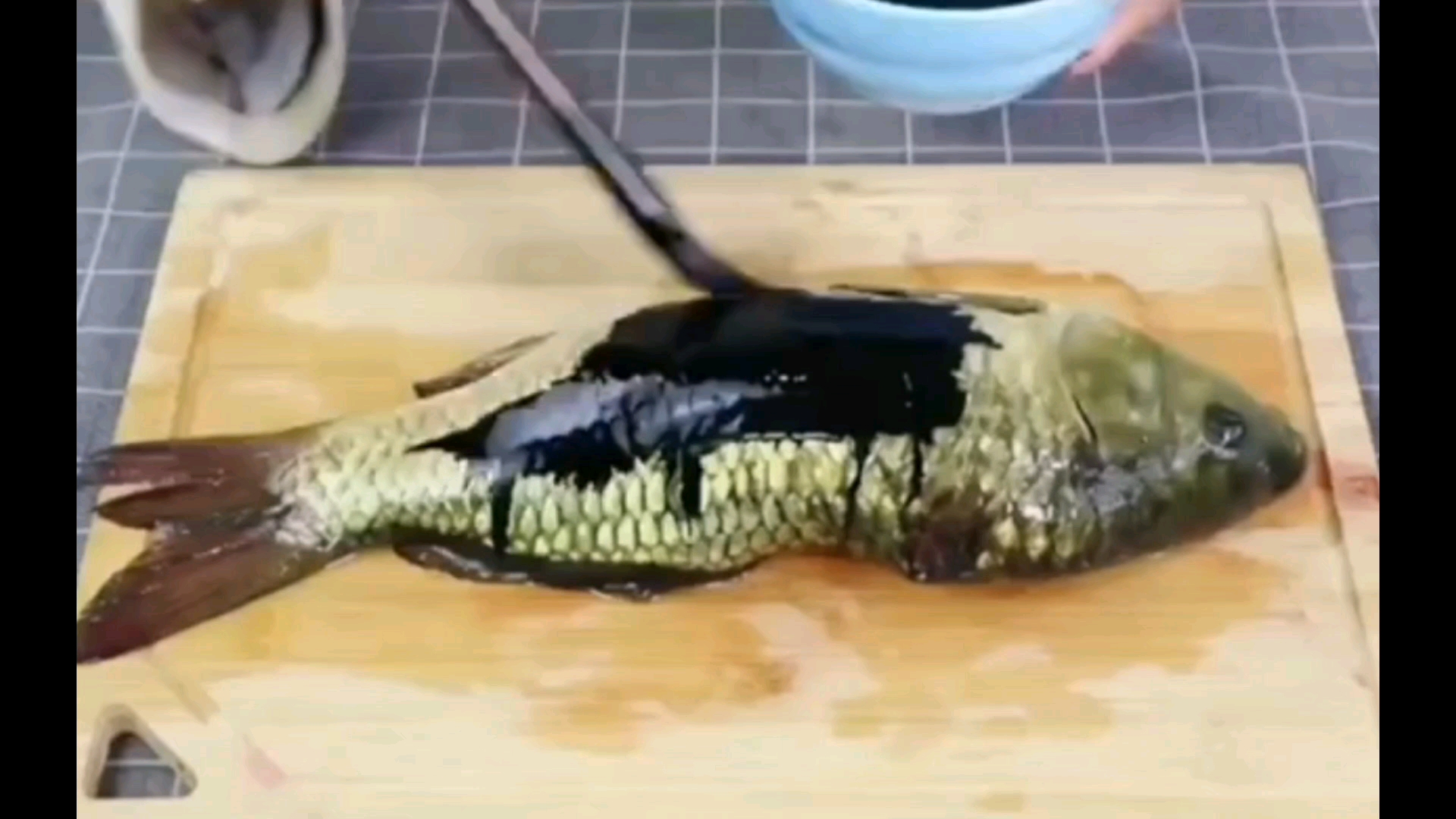 原来鱼可以画画