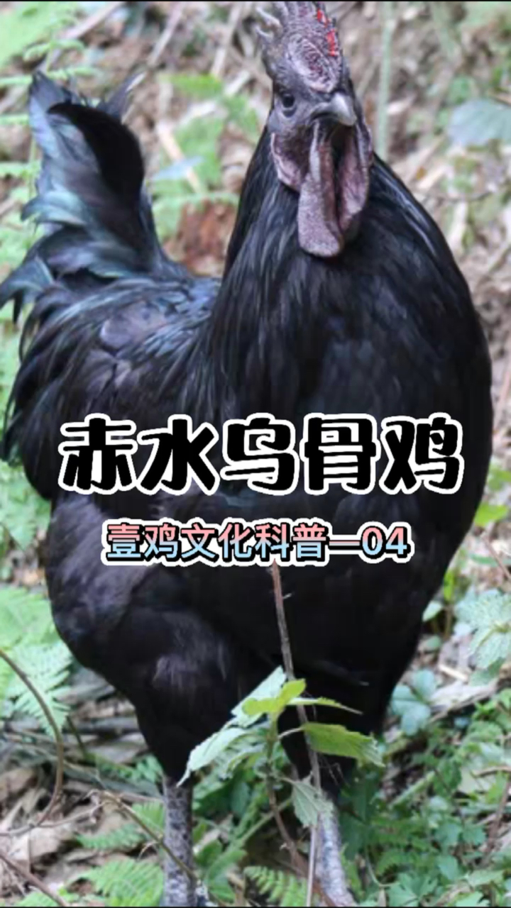 #知识科普#第4集|赤水乌骨鸡