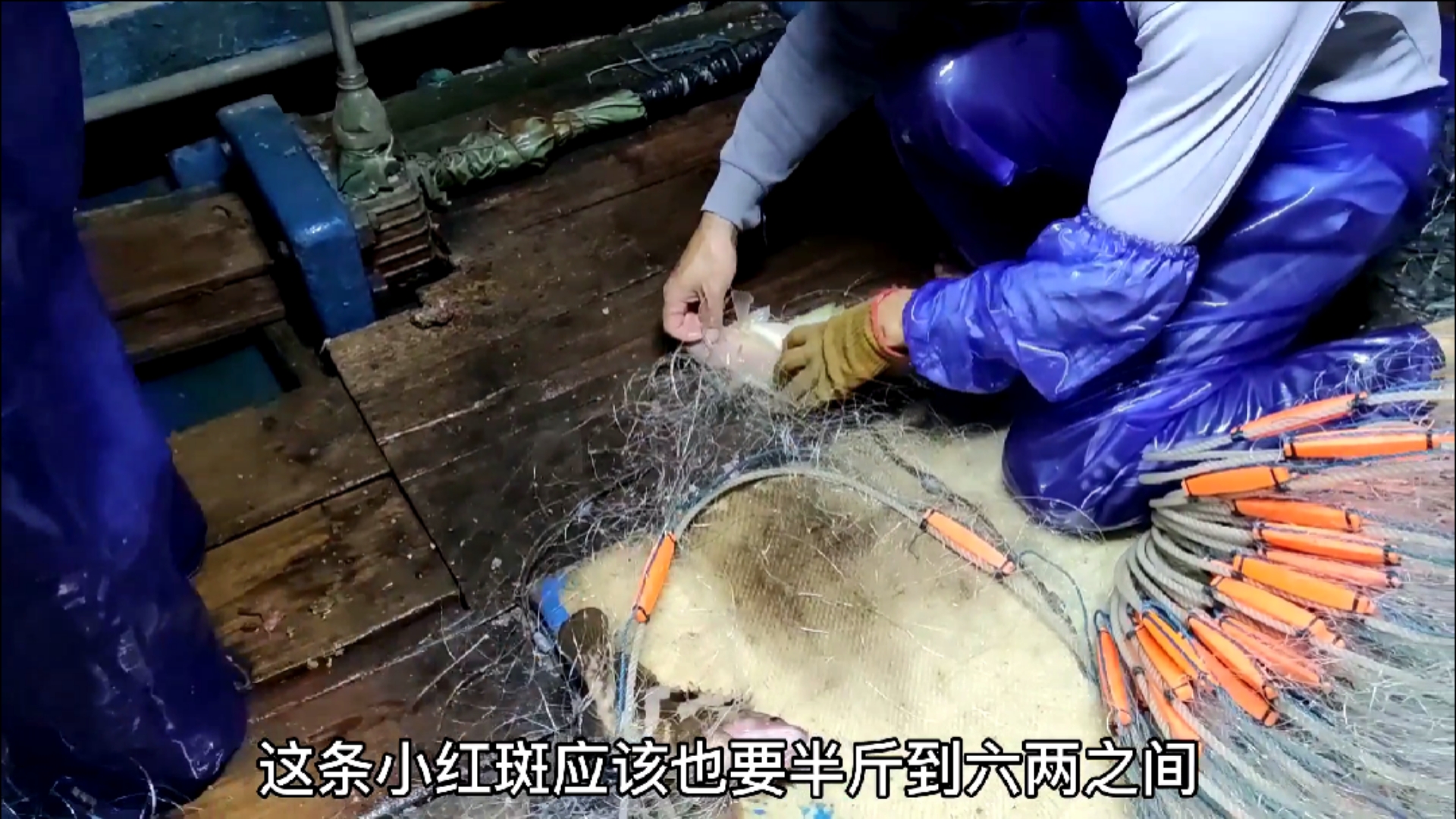 #赶海捉海鲜#彪哥这次收网连上几条值钱的海红斑,而且还越拉越大条,要发财了(中)