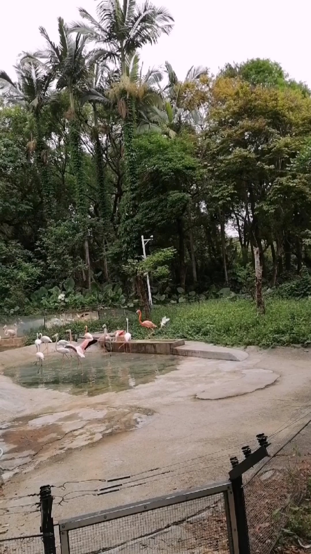 #动物世界#仙鹤是长寿的象征