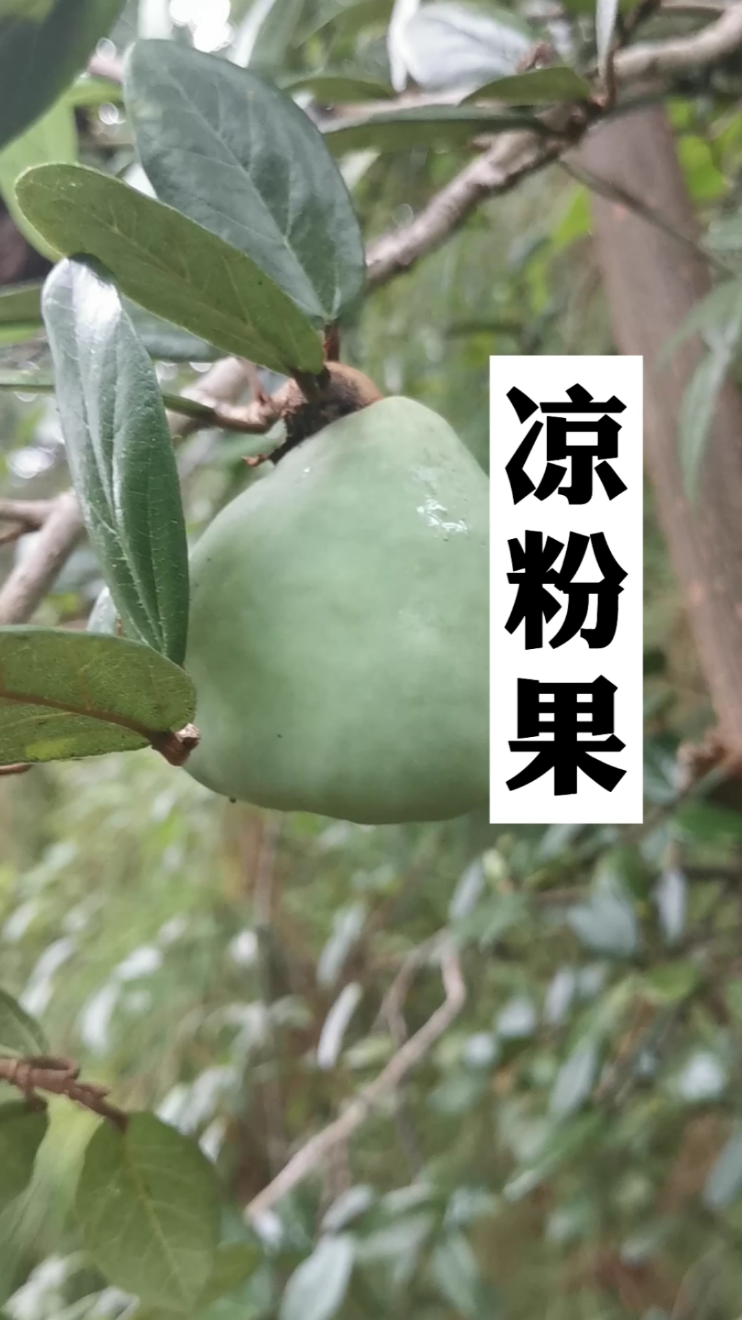 凉粉果,可以做凉粉的果