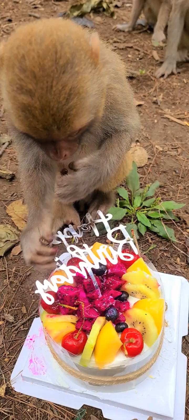 #动物世界#这个猴地位高,守着大蛋糕吃,周围的猴都不敢去抢来吃