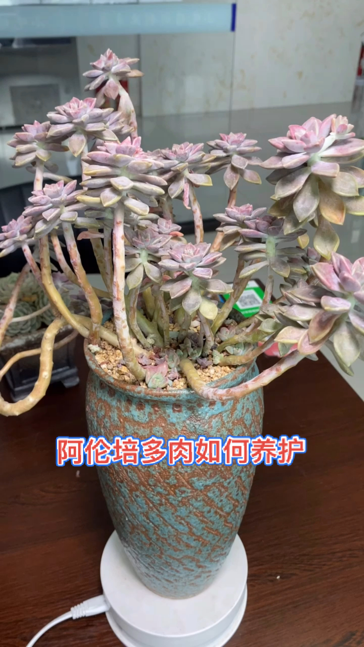 #有一种可爱叫多肉!#阿伦培多肉的养殖方法,多肉的养花