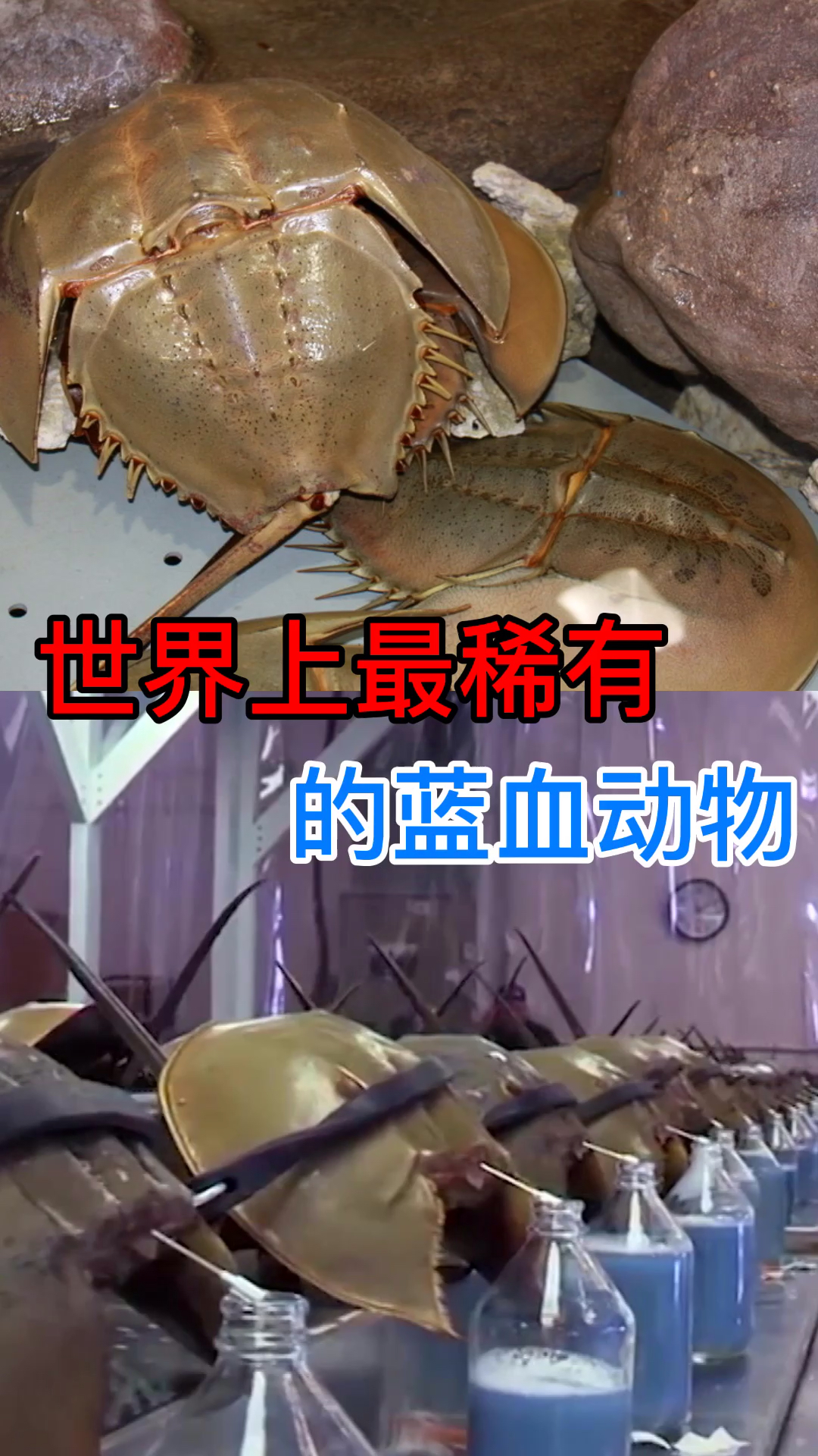 上最稀有。的蓝血动物