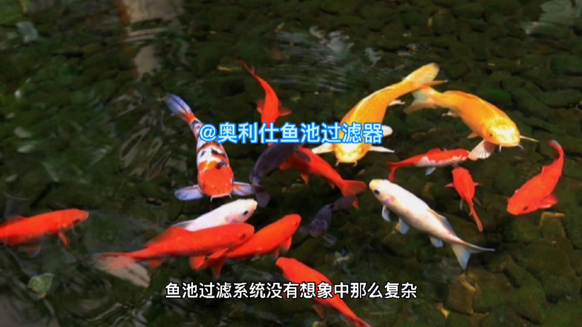 鱼池过滤系统没有想象中那么复杂,安装一套鱼池过滤器就可以了