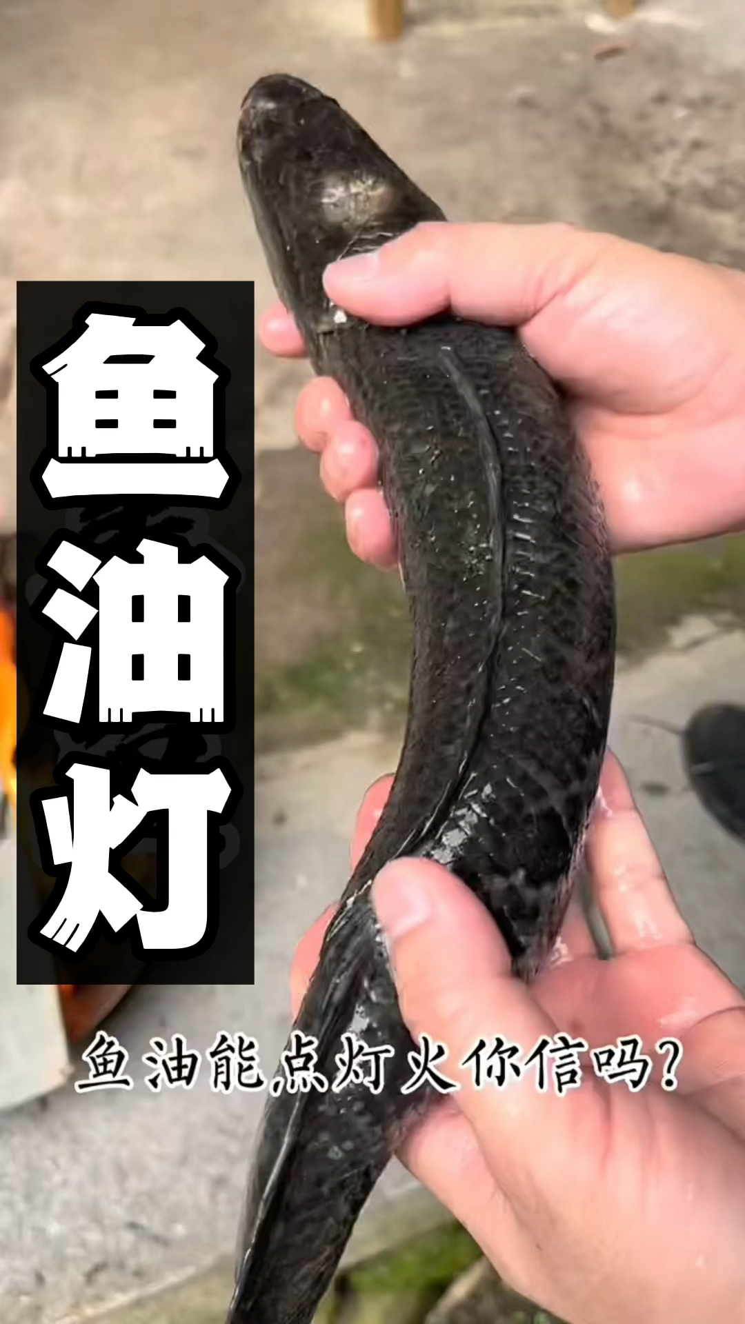 小时候奶奶常用的鱼油灯