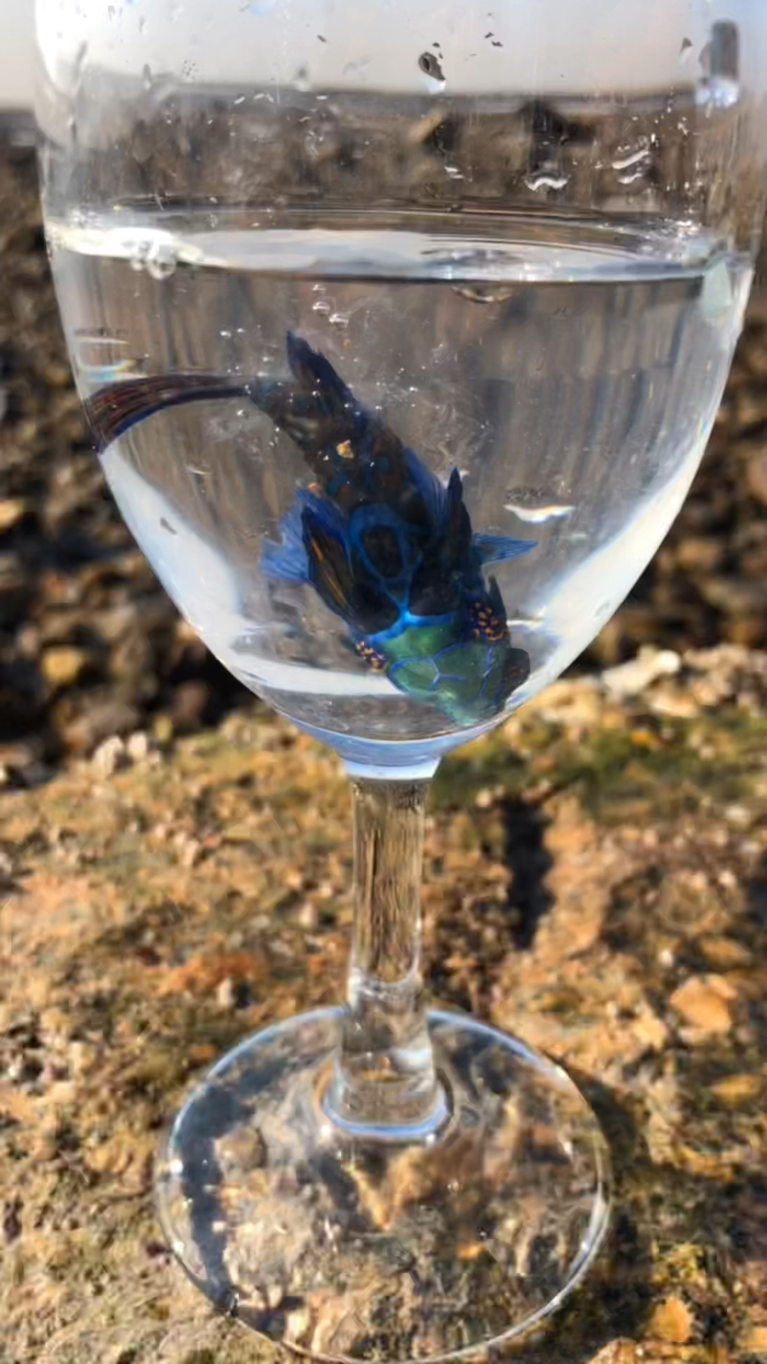 #赶海#海边水潭,发现一个漂亮的小鱼,很漂亮。谁知道这个是什么鱼啊?