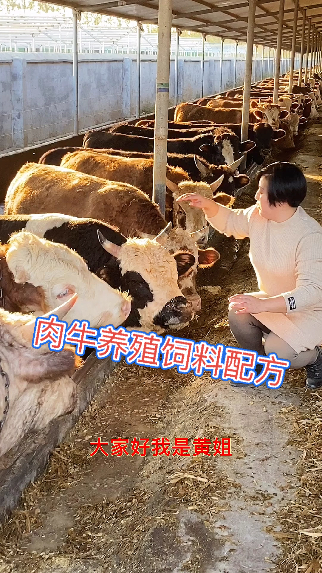 #肉牛养殖饲料配方#肉牛养殖饲料配方