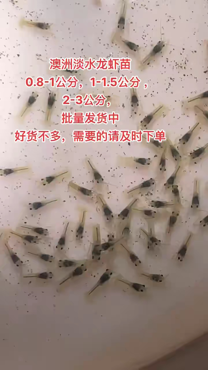 澳洲淡水龙虾鲜活虾苗外塘养殖观赏蓝虾繁殖组小青龙小龙虾苗
