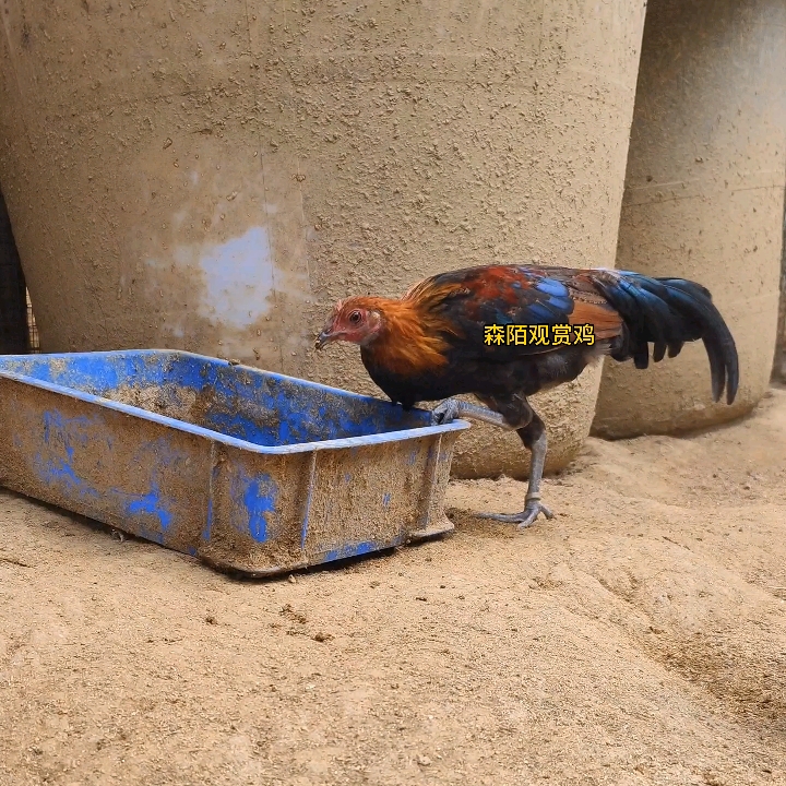 #小公鸡#二代小公鸡和母鸡