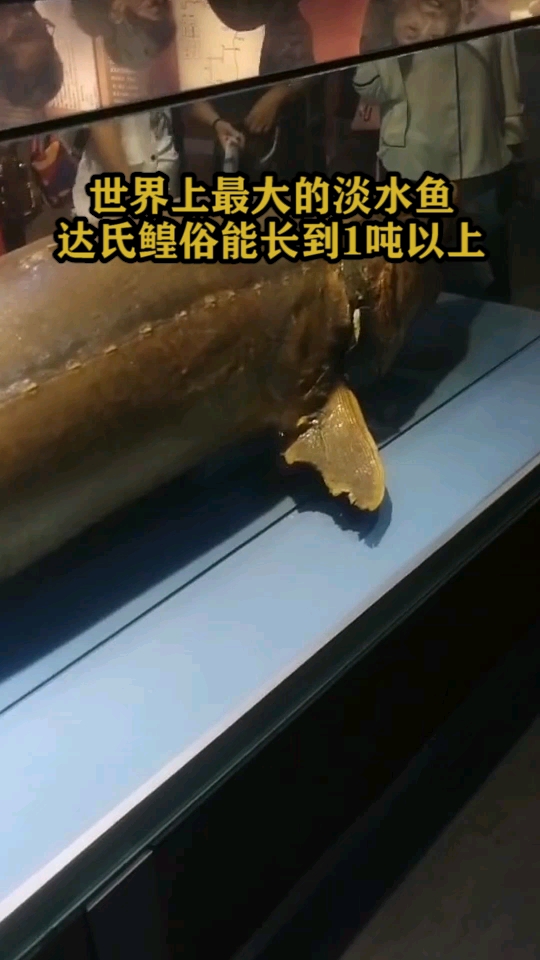 世界上最大淡水鱼达氏鳇俗能长到1吨以上