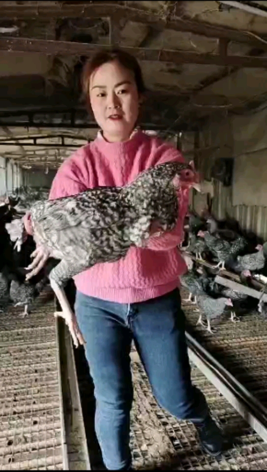 大型汶上纯种芦花鸡养殖基地。