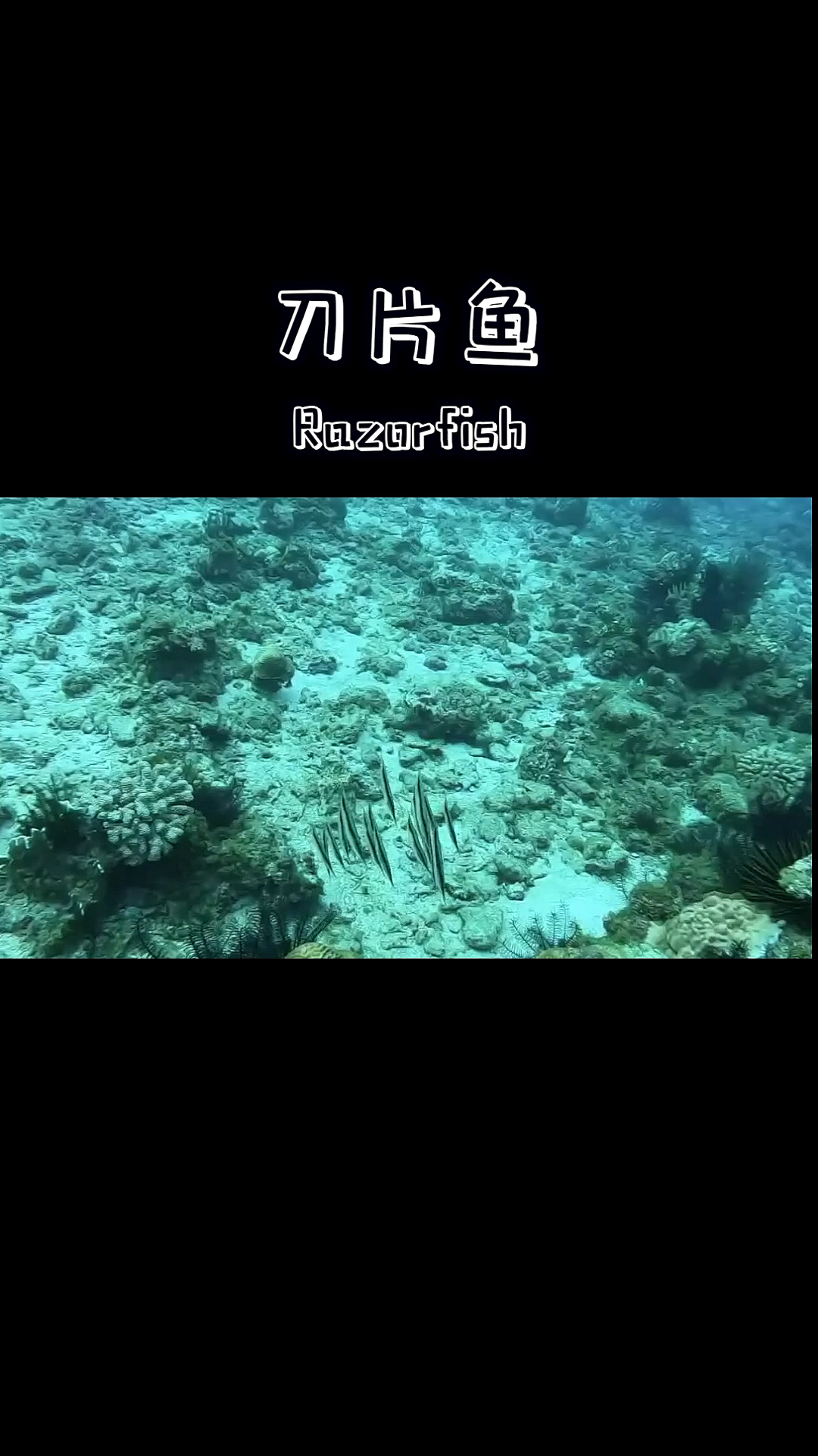 #潜水识鱼#条纹虾鱼没什么才艺,只能给各位表演个倒立。夜潜时,它会跟着你的手电光跟你互动。