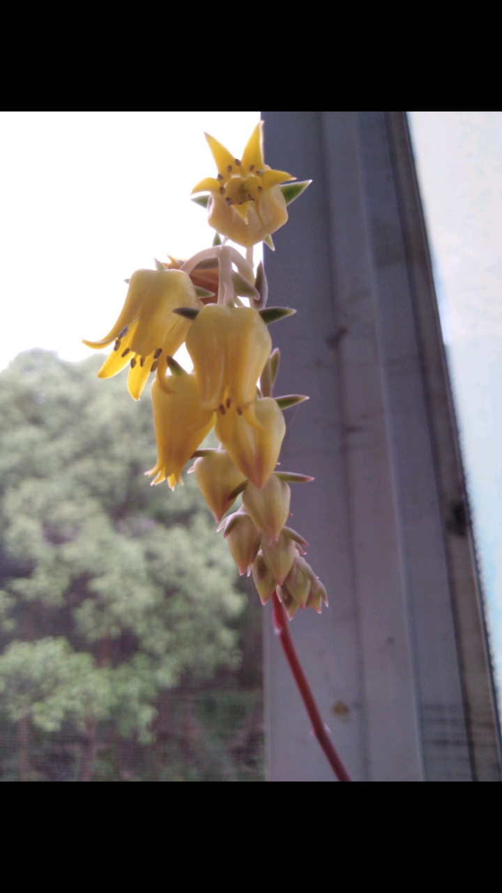 #有一种可爱叫多肉!#多肉月光女神第二年开花。