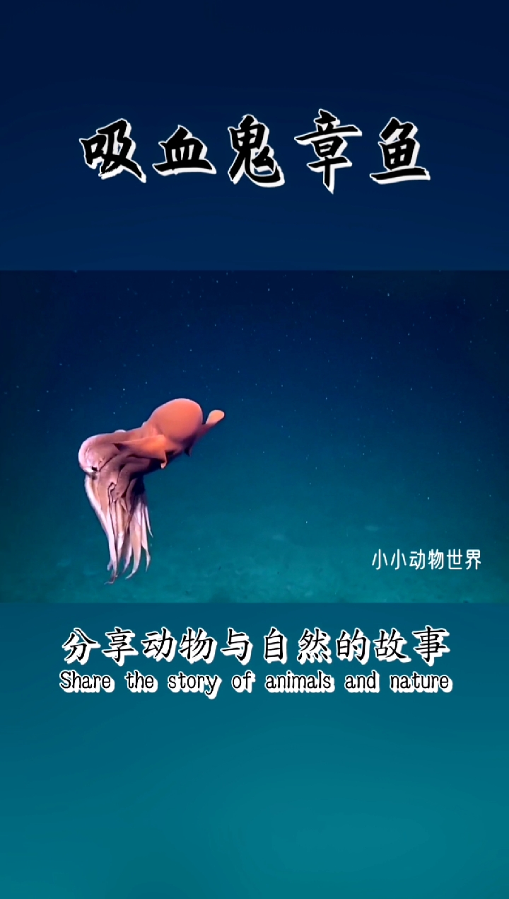 可怖的吸血鬼章鱼