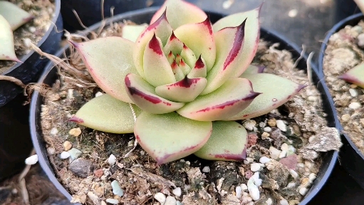 #多肉植物#乌木锦也疯狂,不过更疯狂的是花友!