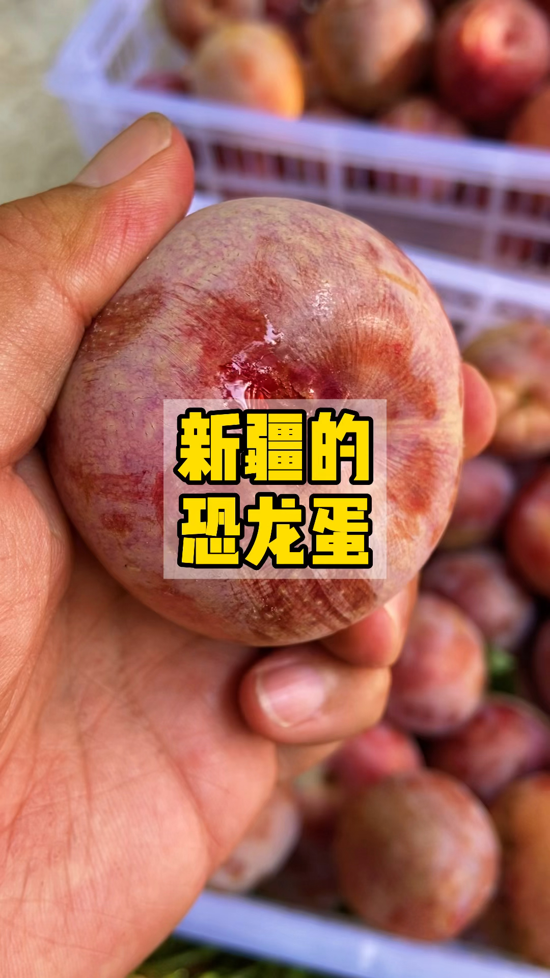 新疆贵族水果恐龙蛋,你有吃过吗?肉厚汁水多,没有吃过的不要错过了!