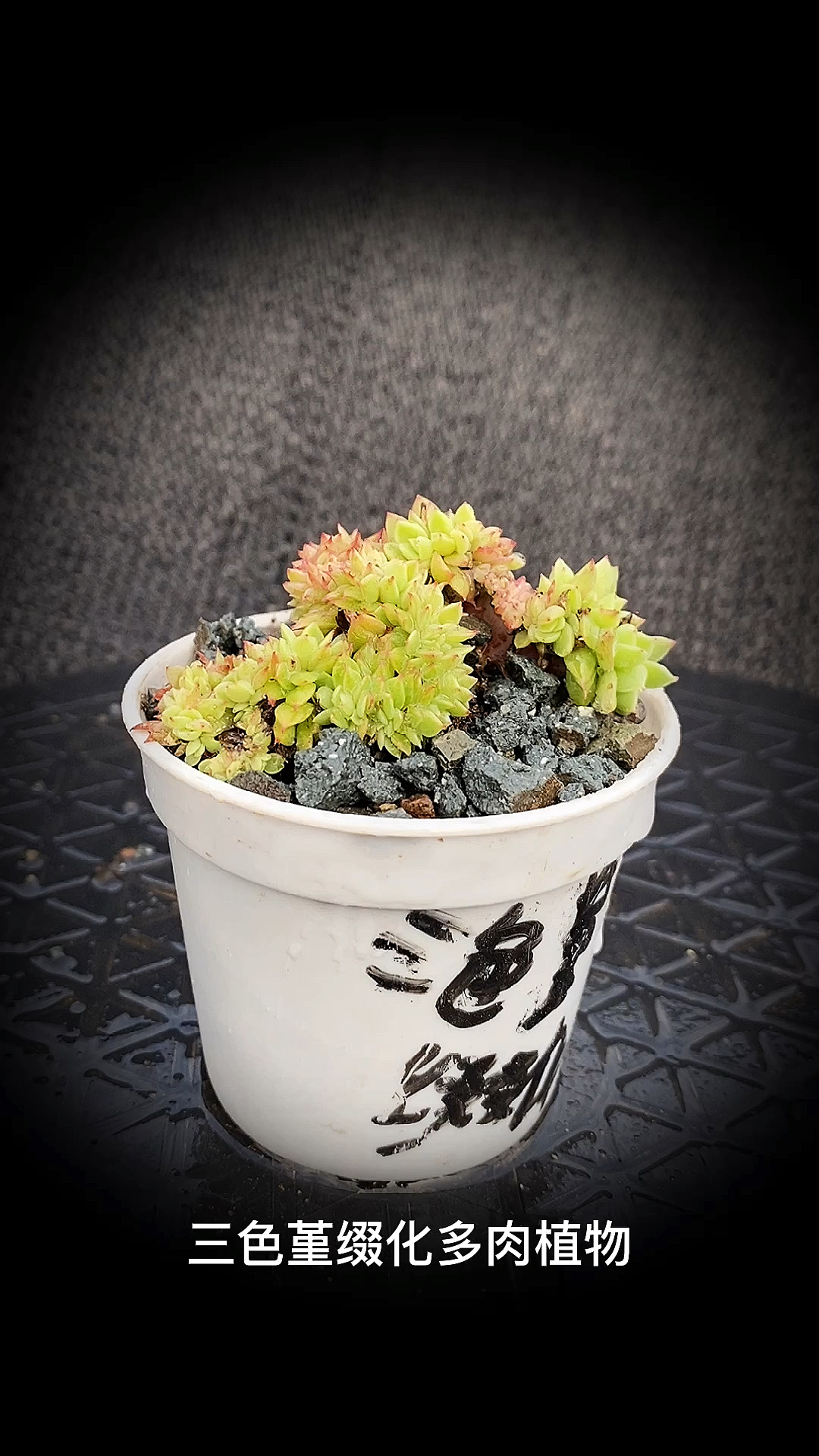 #有一种可爱叫多肉!#三色堇缀化多肉植物:是景天科拟石莲花属多肉植物。