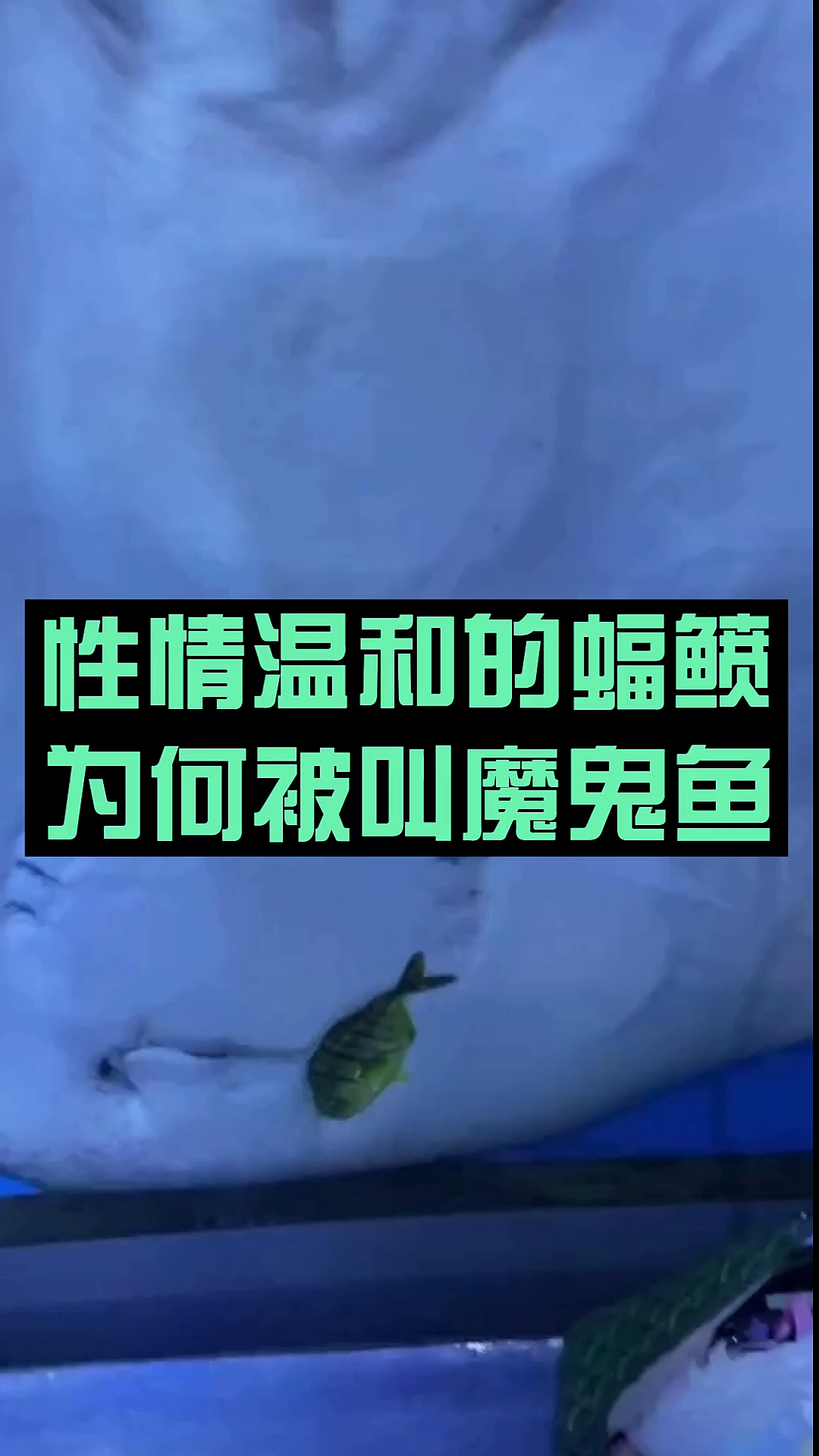 为何叫他为魔鬼鱼
