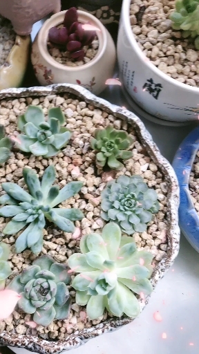 #搞笑段子剧#多肉植物