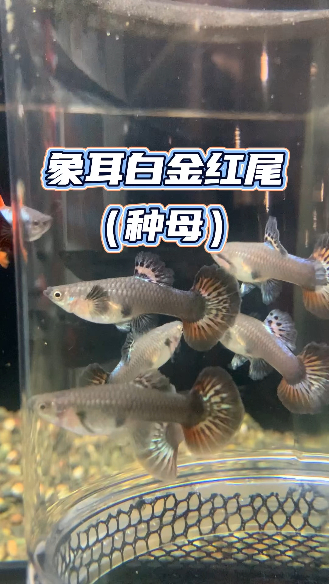 象耳白金红尾种公特点:身型粗壮,尾撑有180度趋势,后劲十足#养鱼日记#养