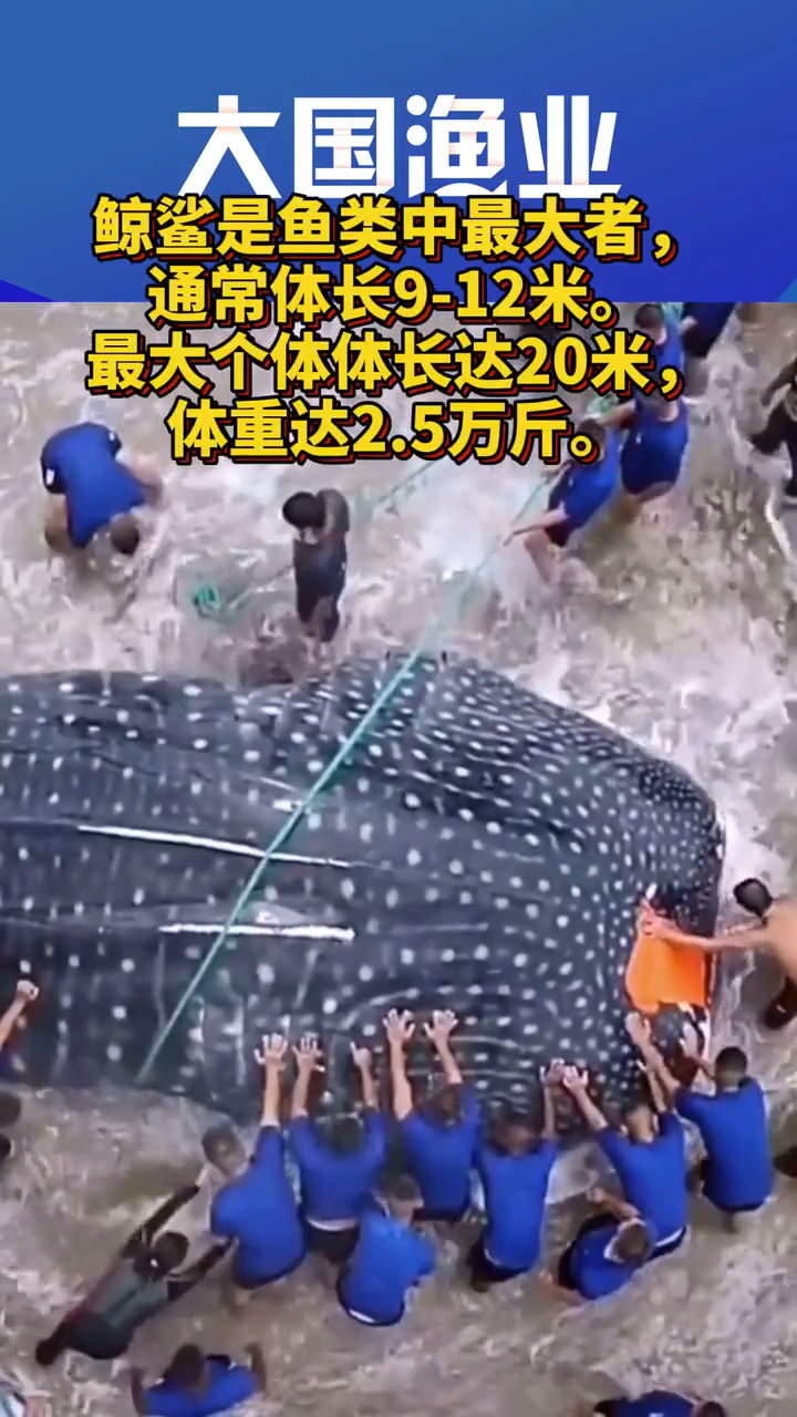 大鱼
