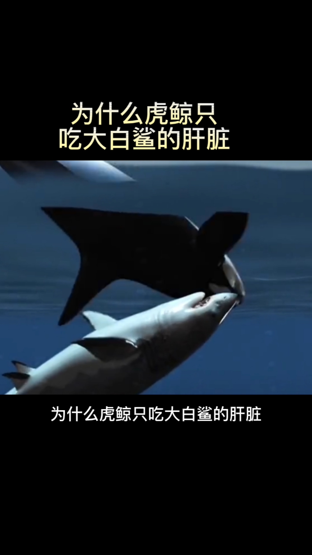 为什么虎鲸只吃大白鲨的肝脏,而不吃它们的肉?