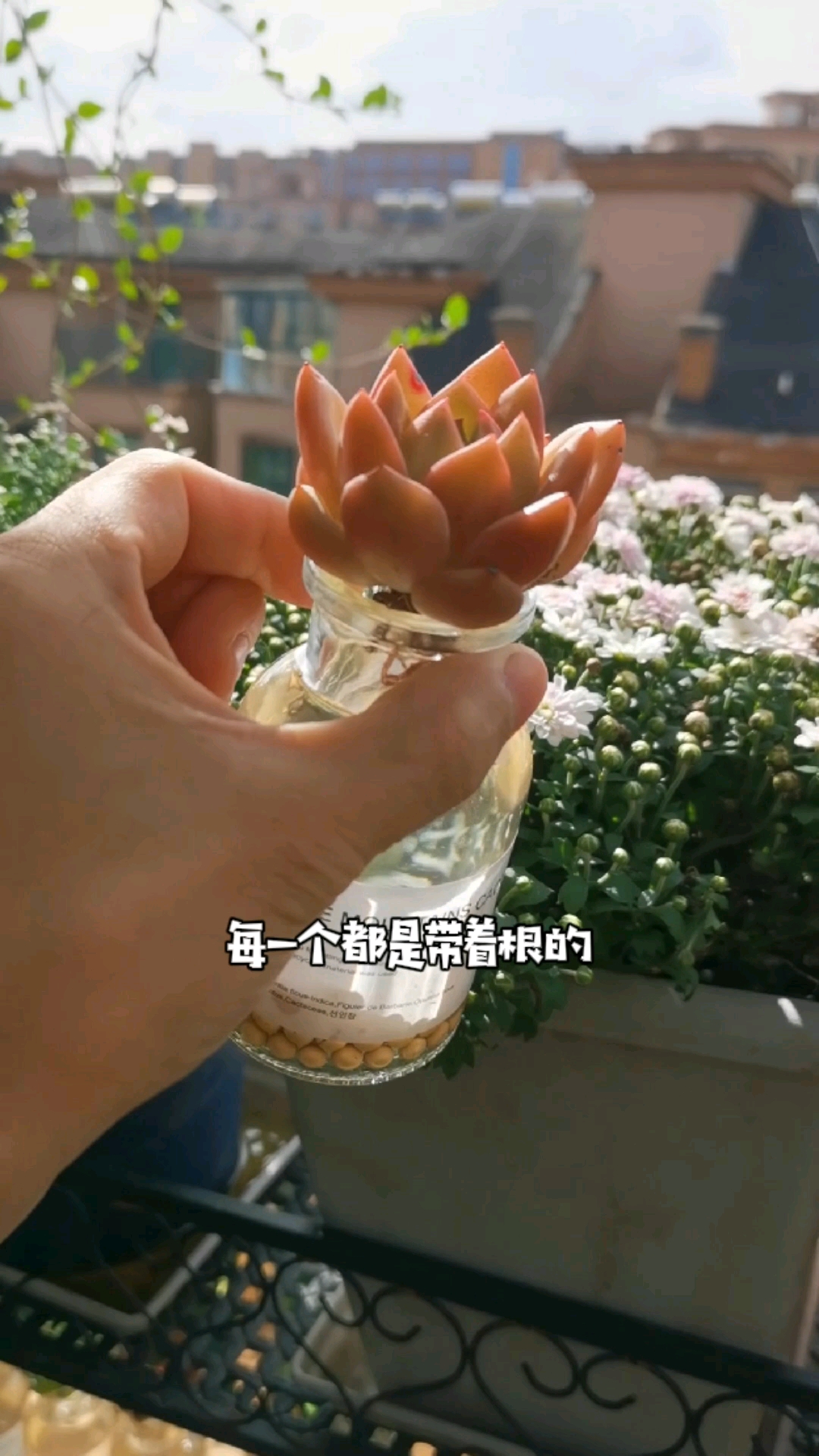 #分享养花经验#养多肉不会浇水?那就养水培多肉吧～