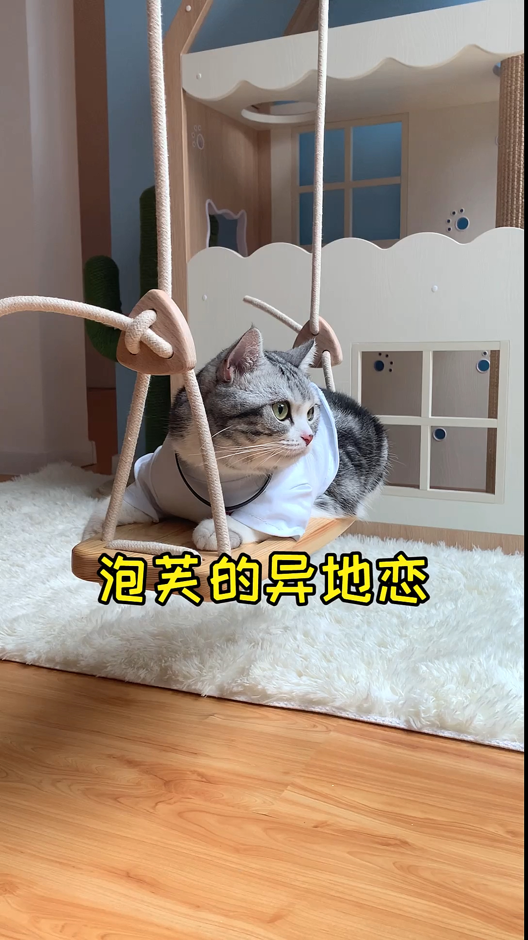 #镜头下的猫咪#期待泡芙和安生下一次见面
