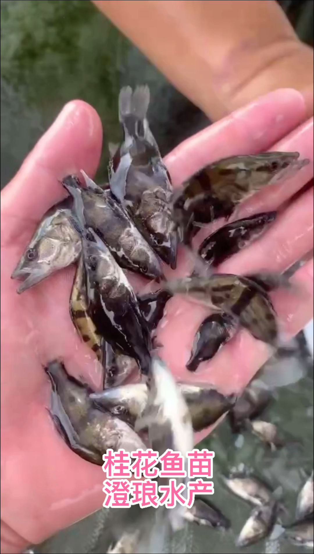 优质鳜鱼苗桂花鱼苗淡水翘嘴鳜鱼苗肉食性路亚桂花鱼